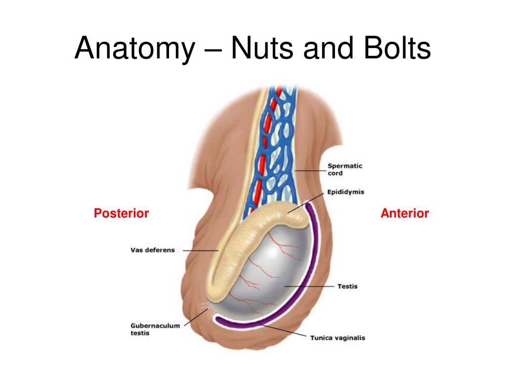 Testicles before and after orgasm