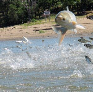 Gr8 B. recommend best of carp carp hazard flying Asian water