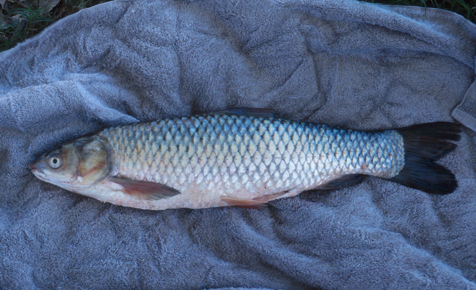 Asian carp in the missouri river