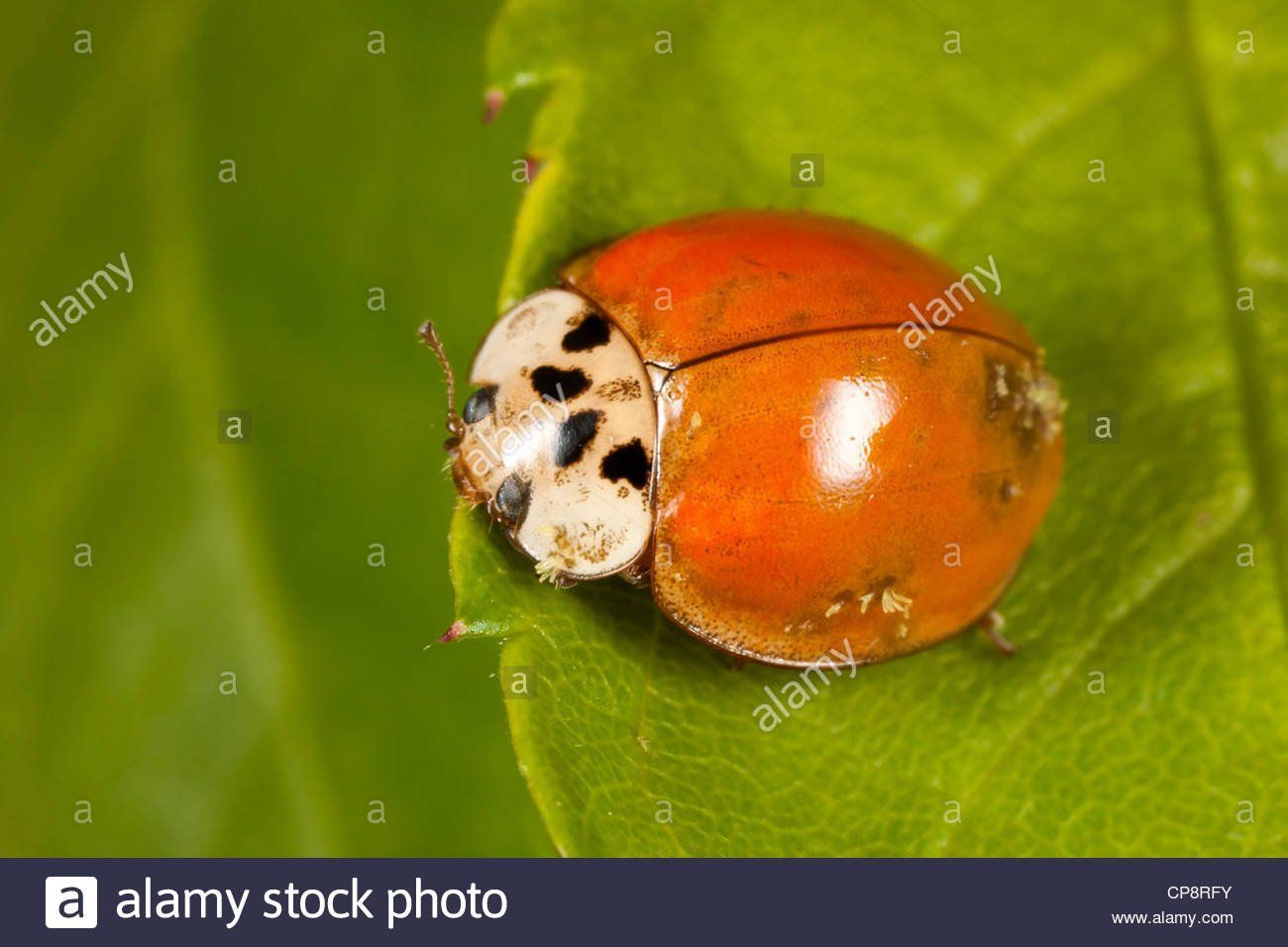 FLAK reccomend Asian ladybeetle fungus