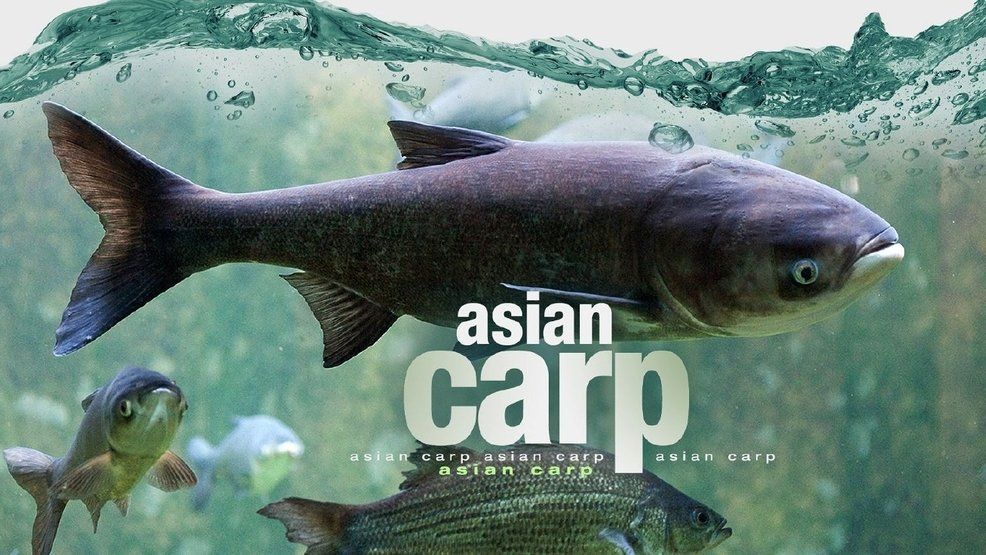 best of Il river carp Asian