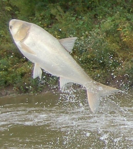 Crusher reccomend Asian carp in the missouri river