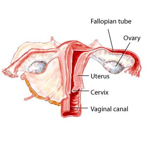 best of Canals Multiple vaginal
