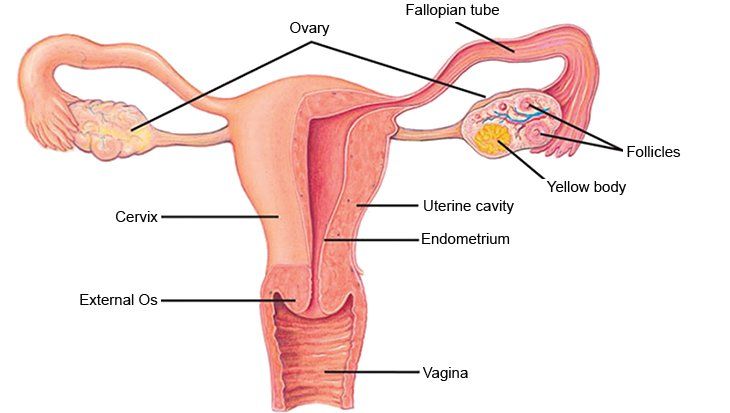 best of Vagina structure Female
