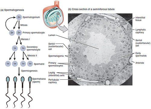best of Producing cells Sperm