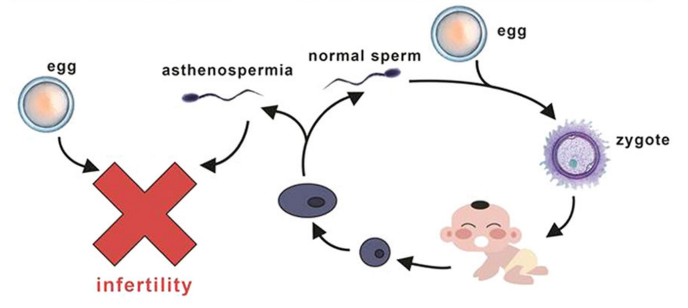 Immotile sperm effect on cells