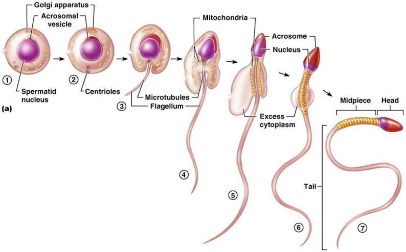 The T. reccomend Sperm producing cells
