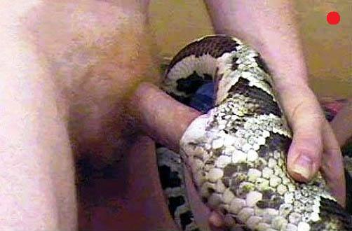 Gay man fucked by snake