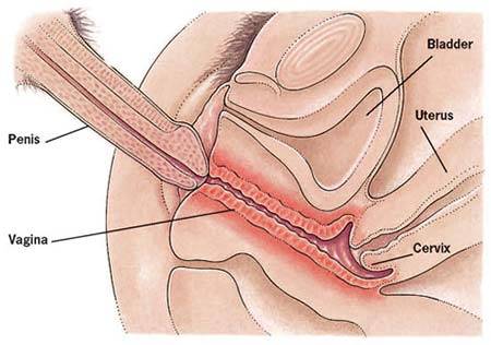 Vulva pain and burning during intercourse