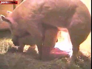 Egg reccomend Man sex with female pig video clip