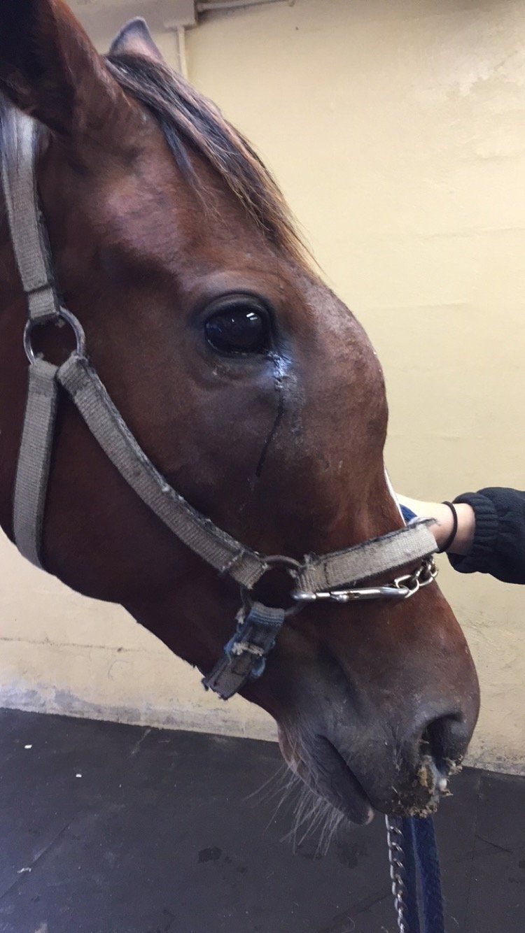 Equine facial swelling