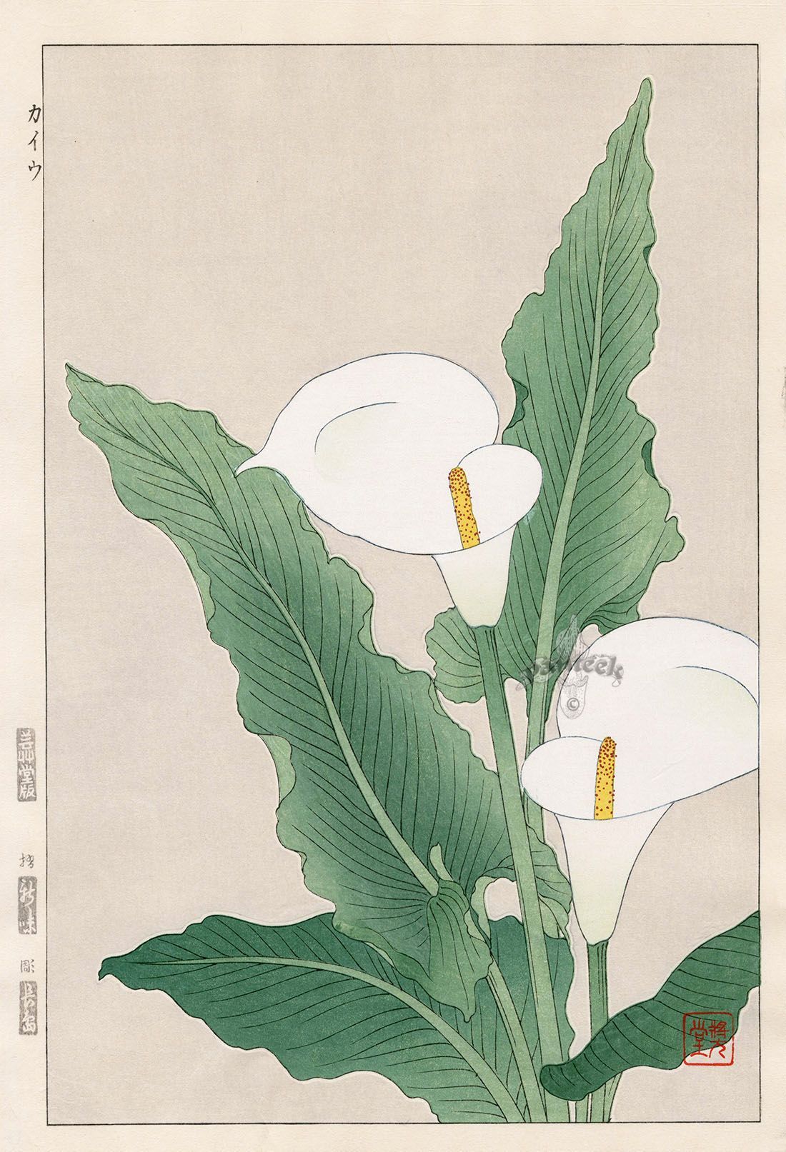 Double reccomend Asian calla lily art print