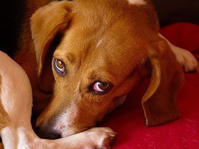 Beagles and anal gland infections