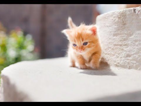 best of Midget kittens Cute