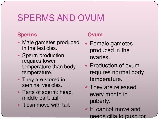 When is sperm produced in humans