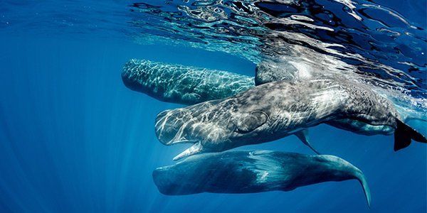 Gem reccomend Sperm whaling resources