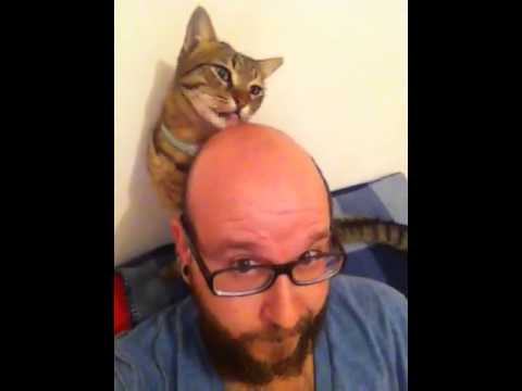 Cat lick bald