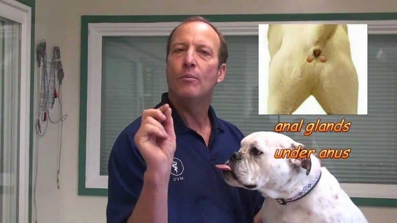 best of Gland infections Beagles and anal