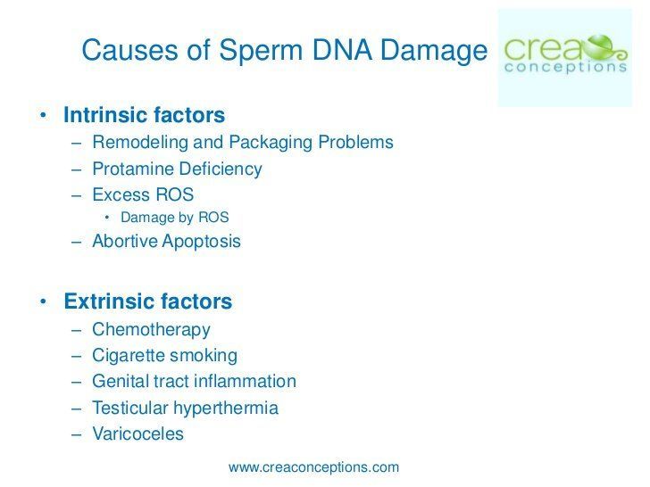 best of Damage Dna sperm
