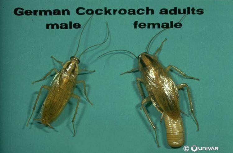 best of Multiply roaches cock often How do