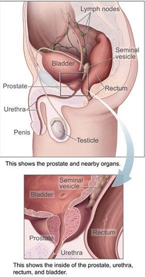 Nude Women Prostate