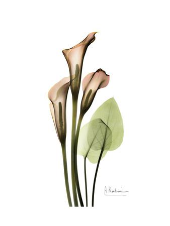 best of Calla print art Asian lily