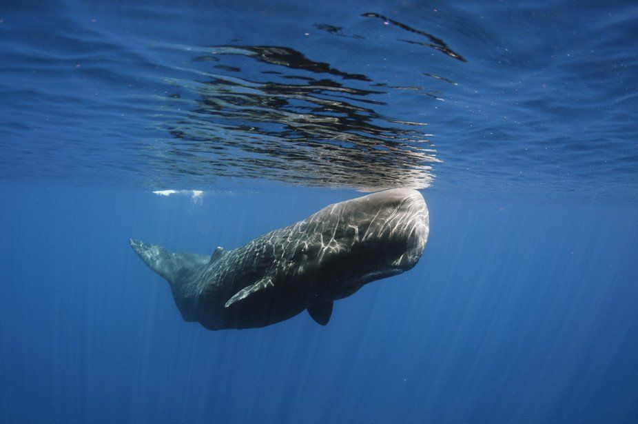 Strongly scented wax like substance found in the sperm whale