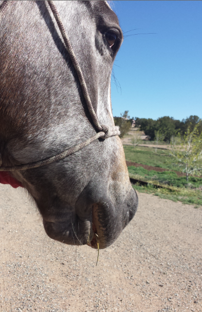 Equine facial swelling