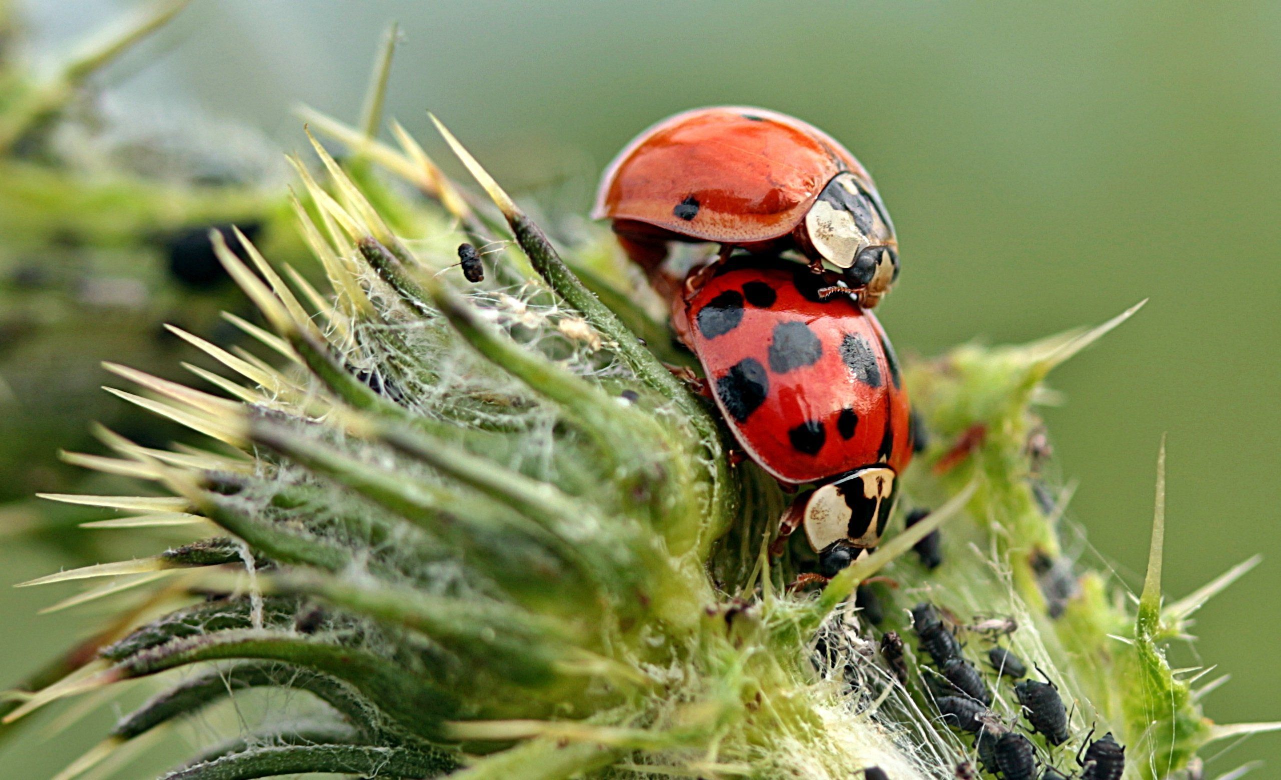 Wonder W. reccomend Asian ladybug control