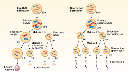 best of Producing cells Sperm