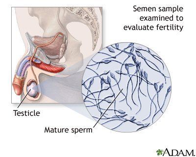 How fast sperm swim