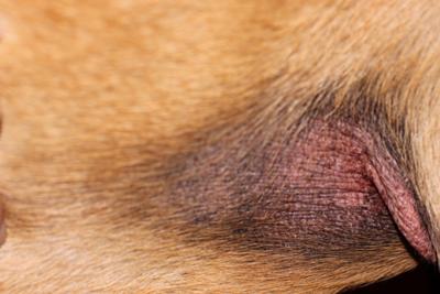 Pugs and rash near anus
