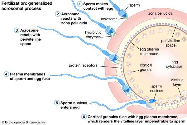 best of And fertilization Egg process sperm
