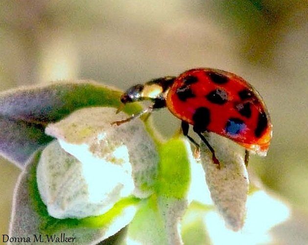 Funnel C. reccomend Asian lady beetle illinois