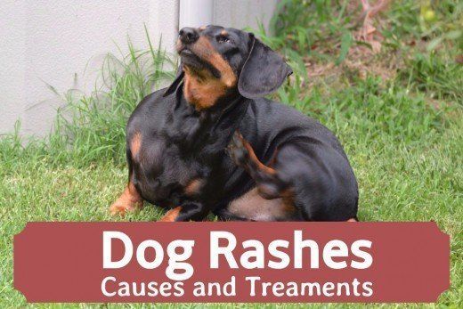 Pugs and rash near anus