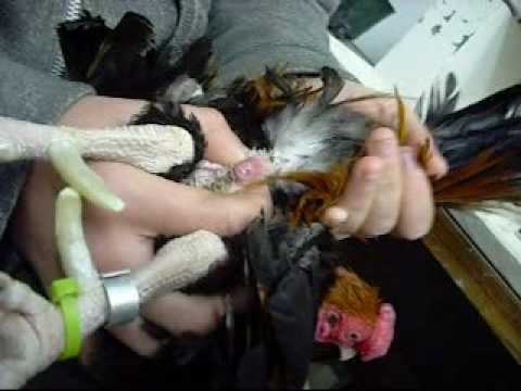 Cornish rooster sperm removal process