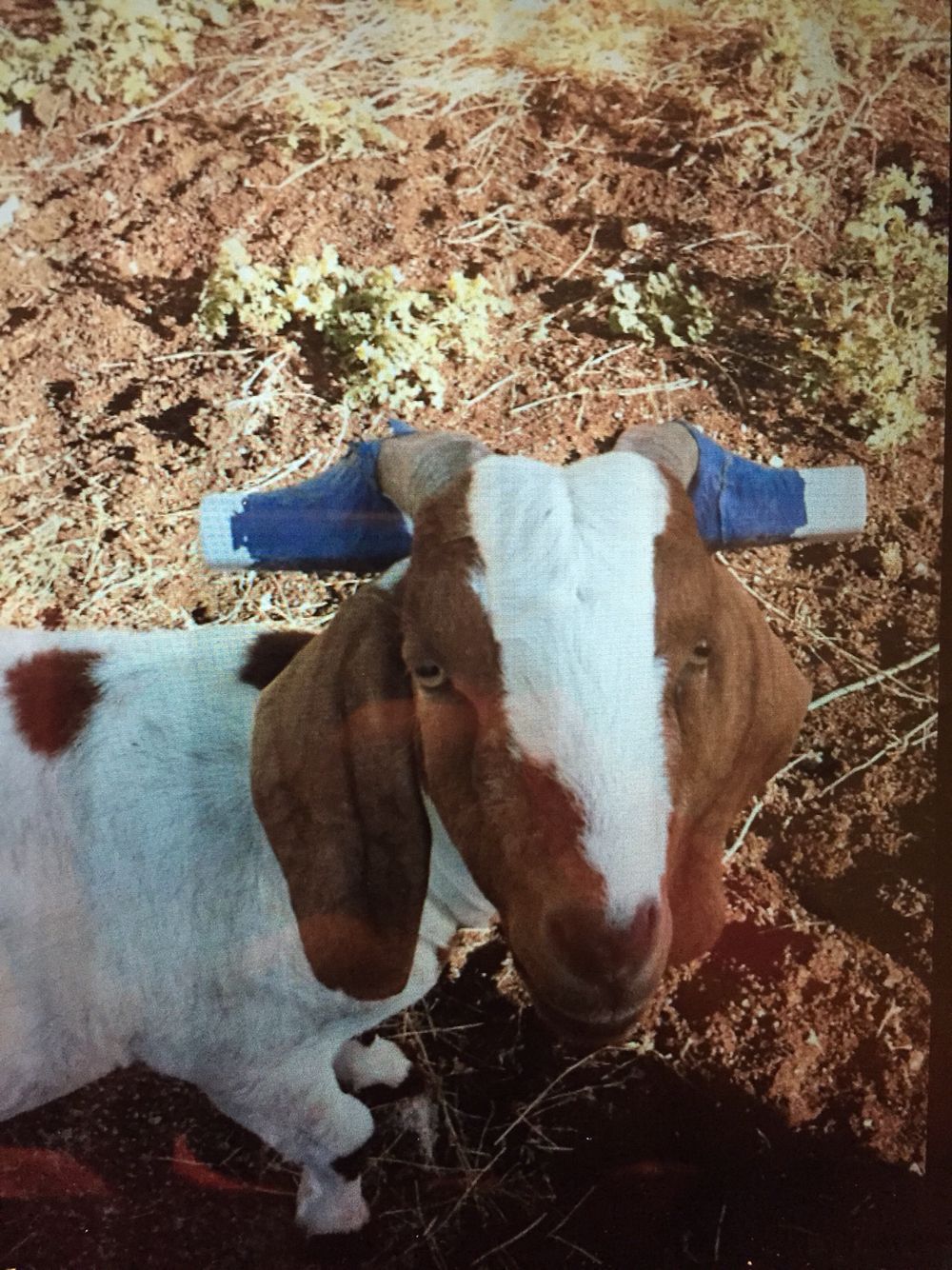 Zodiac reccomend Let goats lick copper pipe
