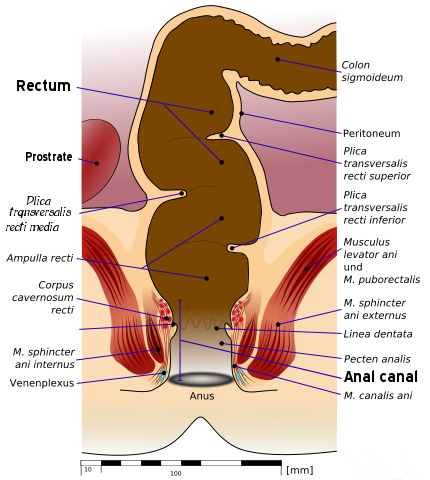 best of Rectum Anal play