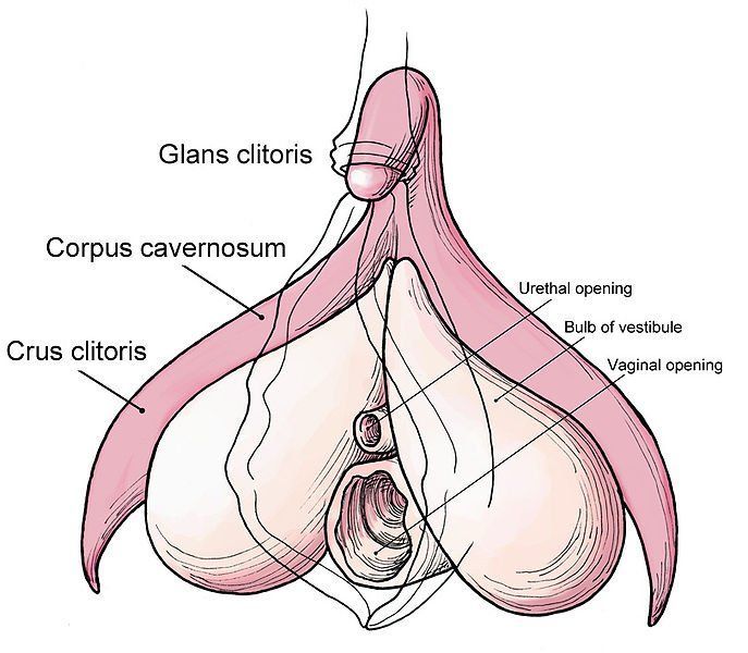 Anatomy diagram clitoris