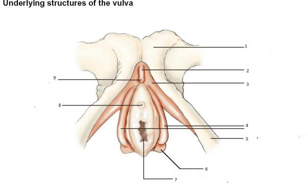 best of Clitoris Anatomy diagram