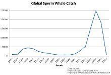 Lolli reccomend Annual population of sperm whale annual