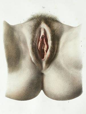 best of The of Artistic vulva photos