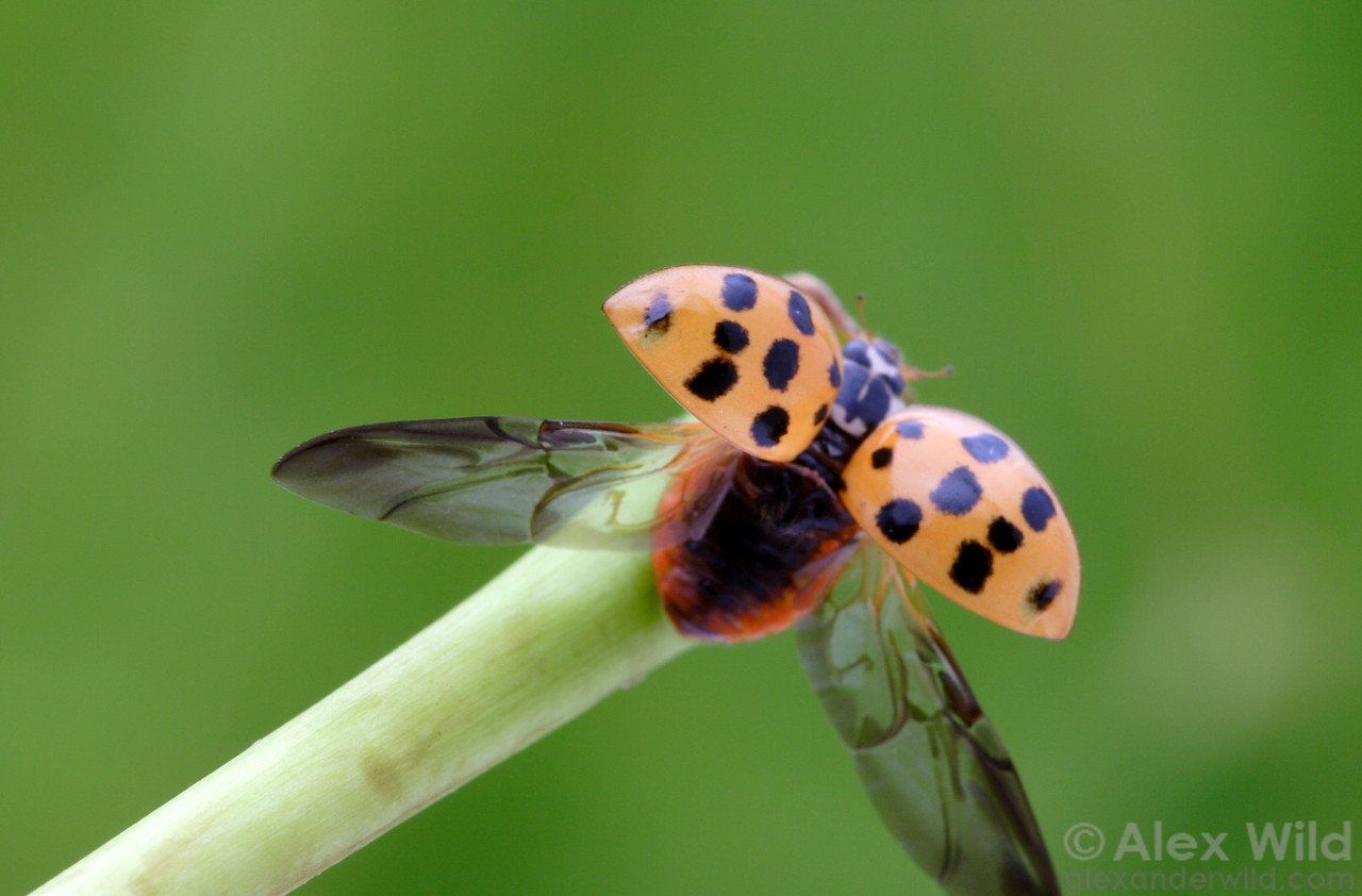 Asian lady beetle illinois