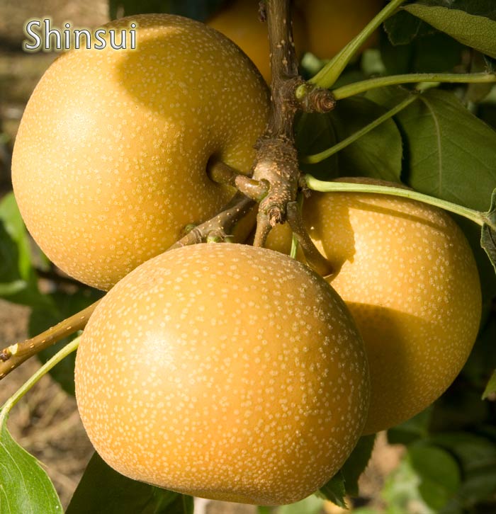 Asian pear harvest