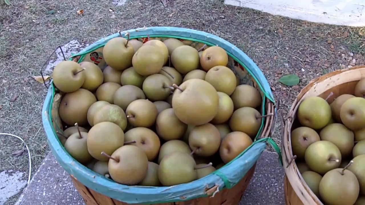 best of Pear harvest Asian
