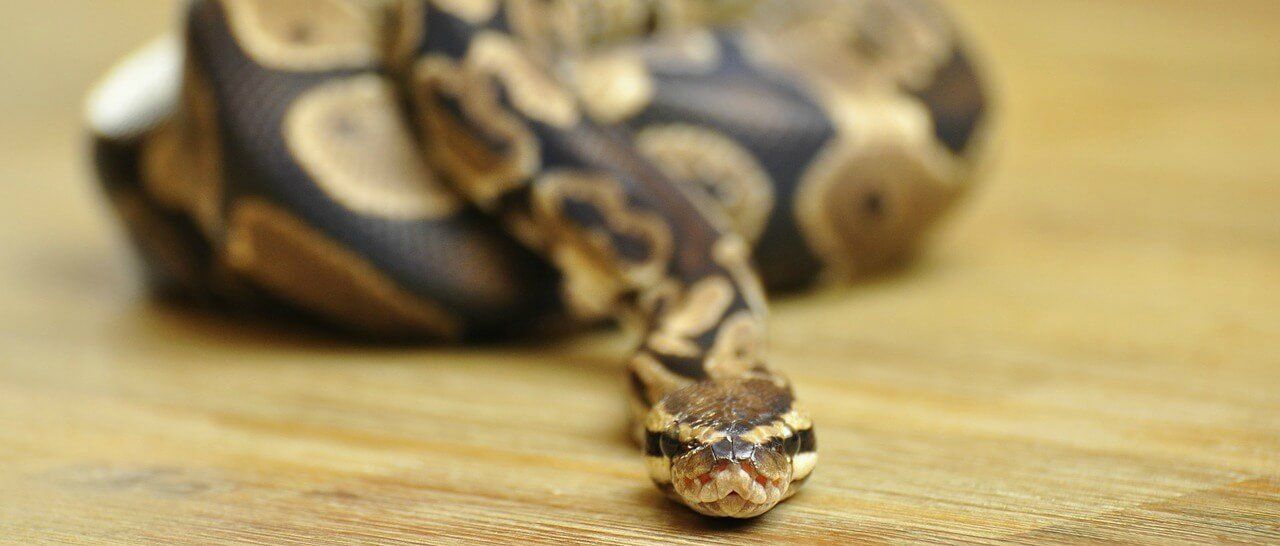 Marigold reccomend Best snake for amateur