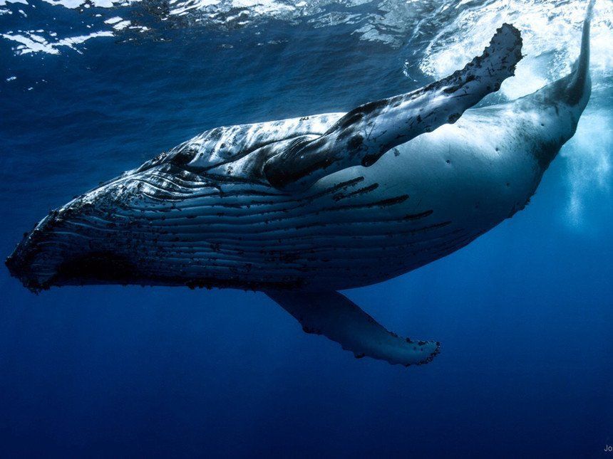 best of Of annual sperm population Annual whale