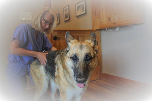 Canine chiropractor treating lick granulomas
