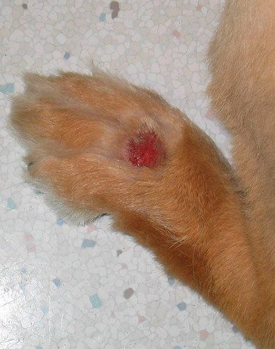 Canine chiropractor treating lick granulomas