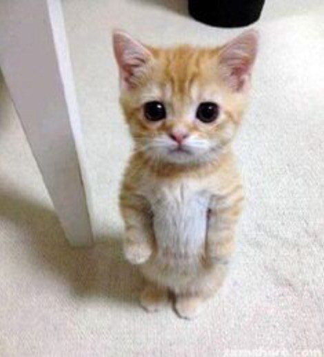 Ginger reccomend Cute midget kittens